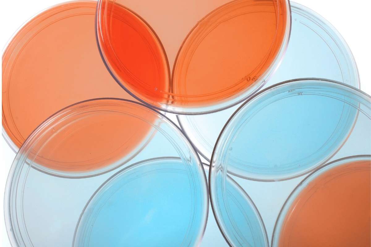 petri dishes